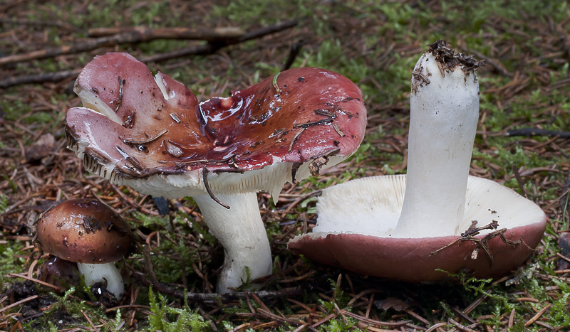 Russula vinosa